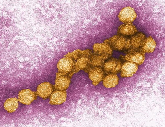 Mehr als 70 Tote durch West-Nil-Fieber in Europa