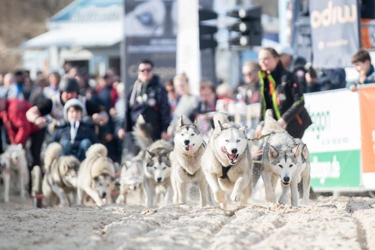 500 Huskys rennen für guten Zweck über Usedom