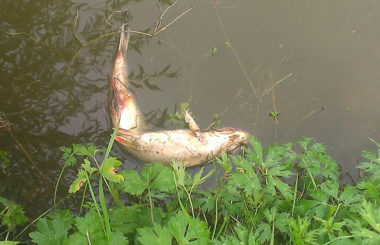 Im Dorfteich sterben die großen Fische