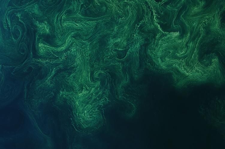 Nasa fotografiert riesigen Algenteppich in der Ostsee