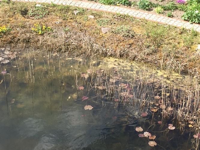 Fünfjähriges Kind ertrinkt in Gartenteich in Wartin