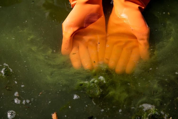 Melzer See ist von Blaualgen befallen
