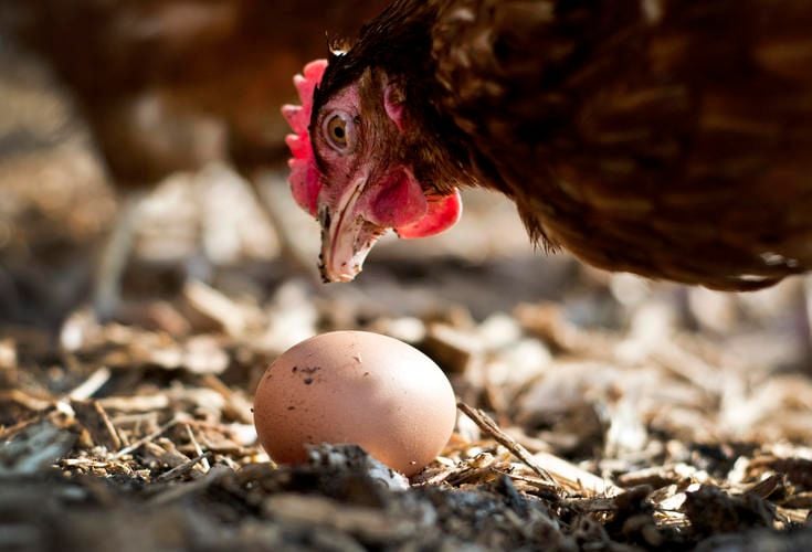 Hühner produktiv wie nie – mehr Bio-Eier in MV