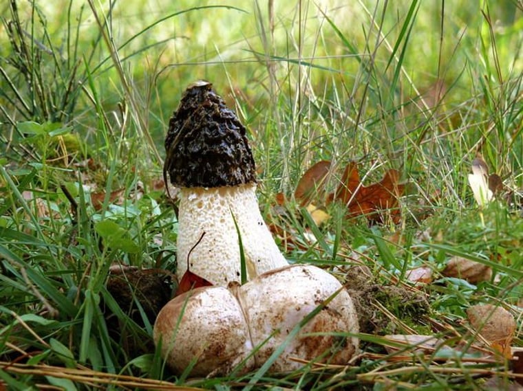 Pilz Des Jahres 2020 Essbare Penisse Wachsen Im Wald