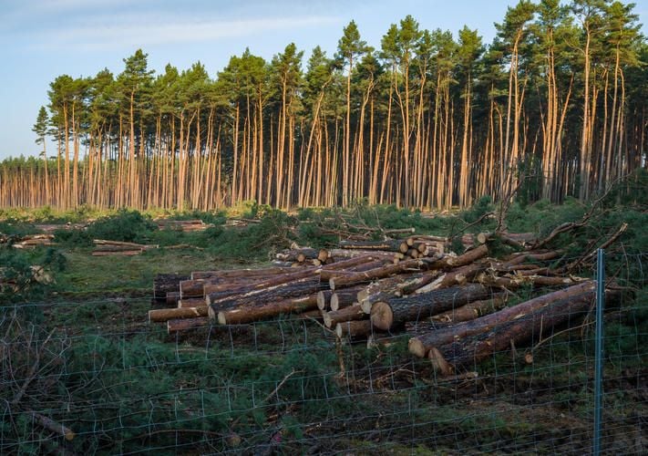 BUND kämpft gegen Rodung von 130 Hektar Wald an der A14