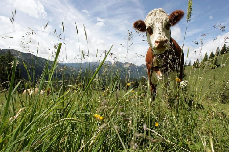 Wilde Kühe sind erlegt