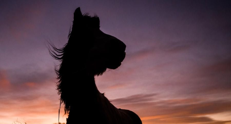 Aufgeschlitztes Pferd bei Pasewalk – darum werden meistens Stuten gequält