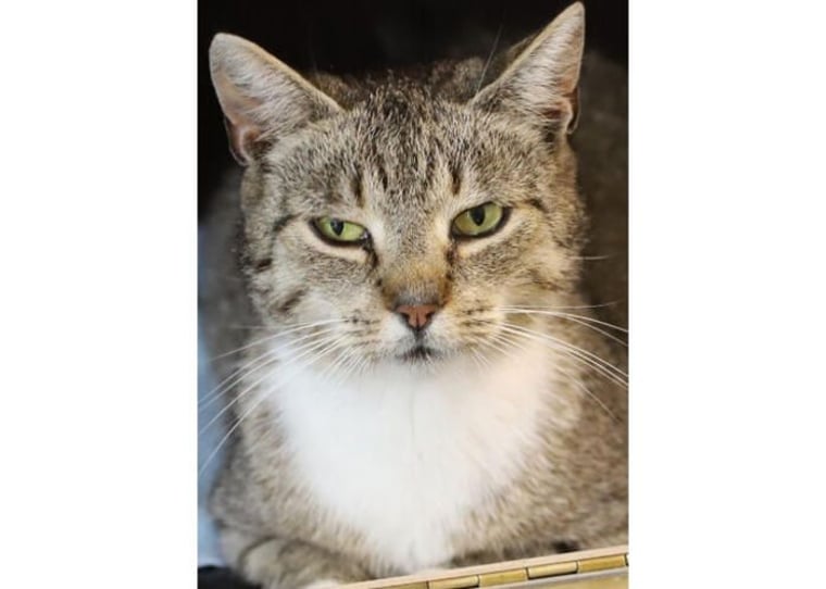 Dreibeinige Katze braucht ein ruhiges Zuhause