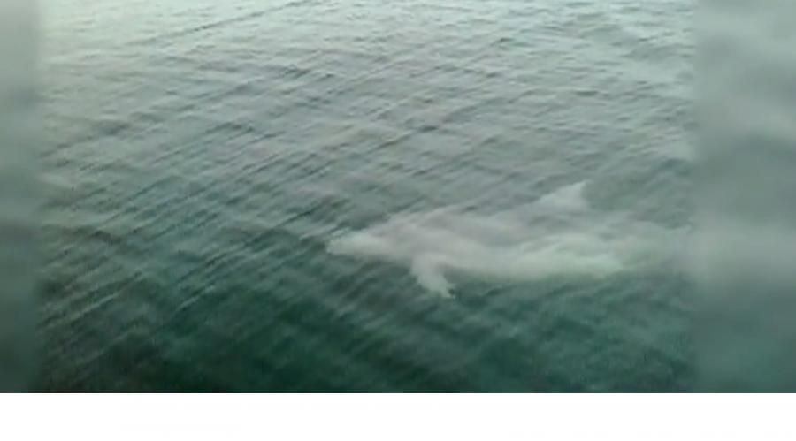 Image with id: h10b8Gf9E5Nm