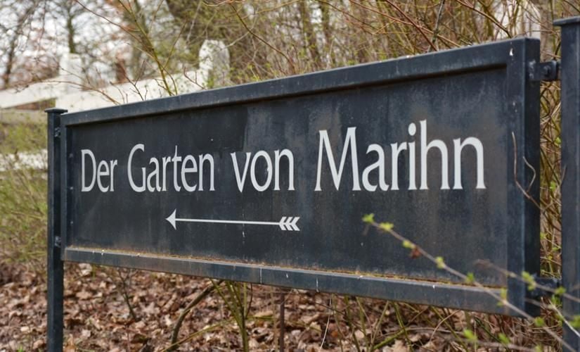 Teurer Rosenkrieg! Marihn welkt dahin