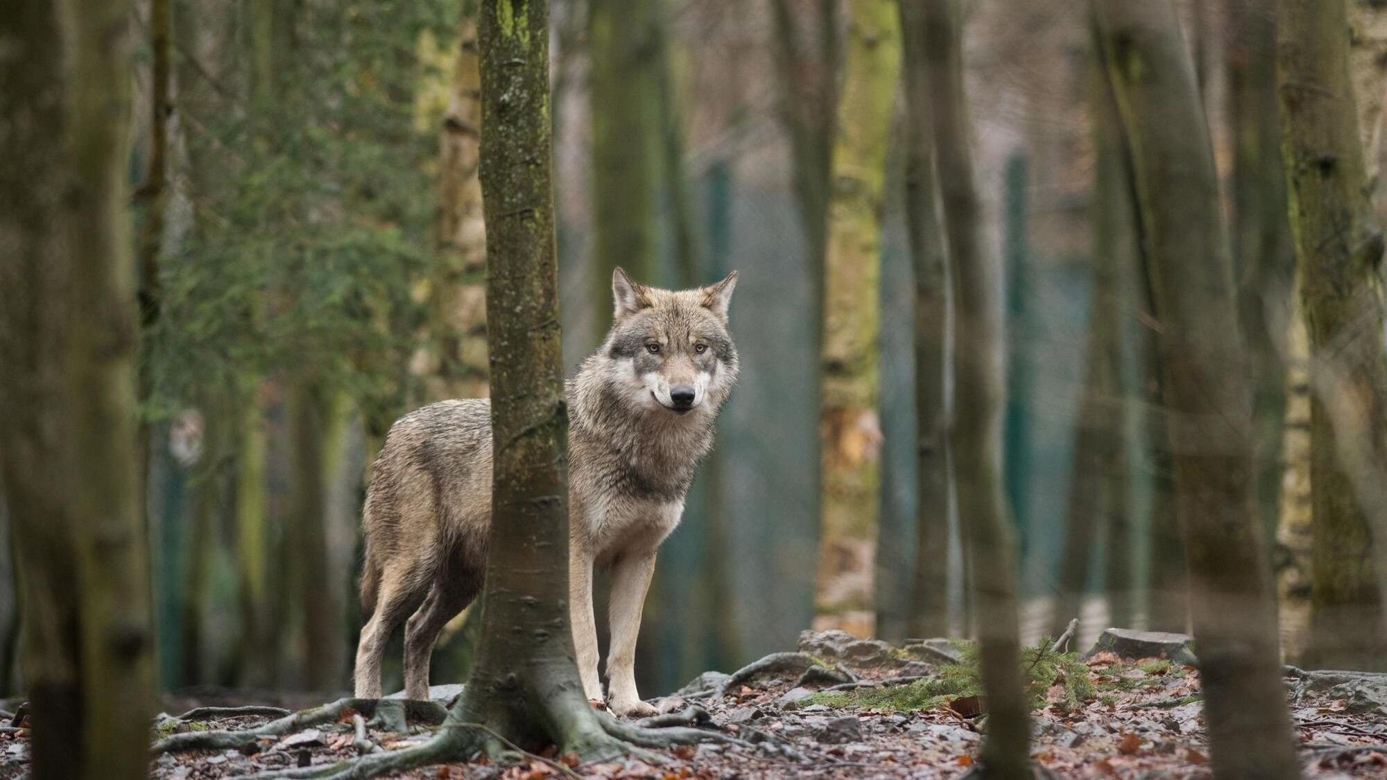 Foto bestätigt Wolf im Alb-Donau-Kreis