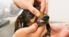 Wenn Haustiere zum Luxus werden: Besitzer müssen beim Tierarzt tiefer in die Tasche greifen