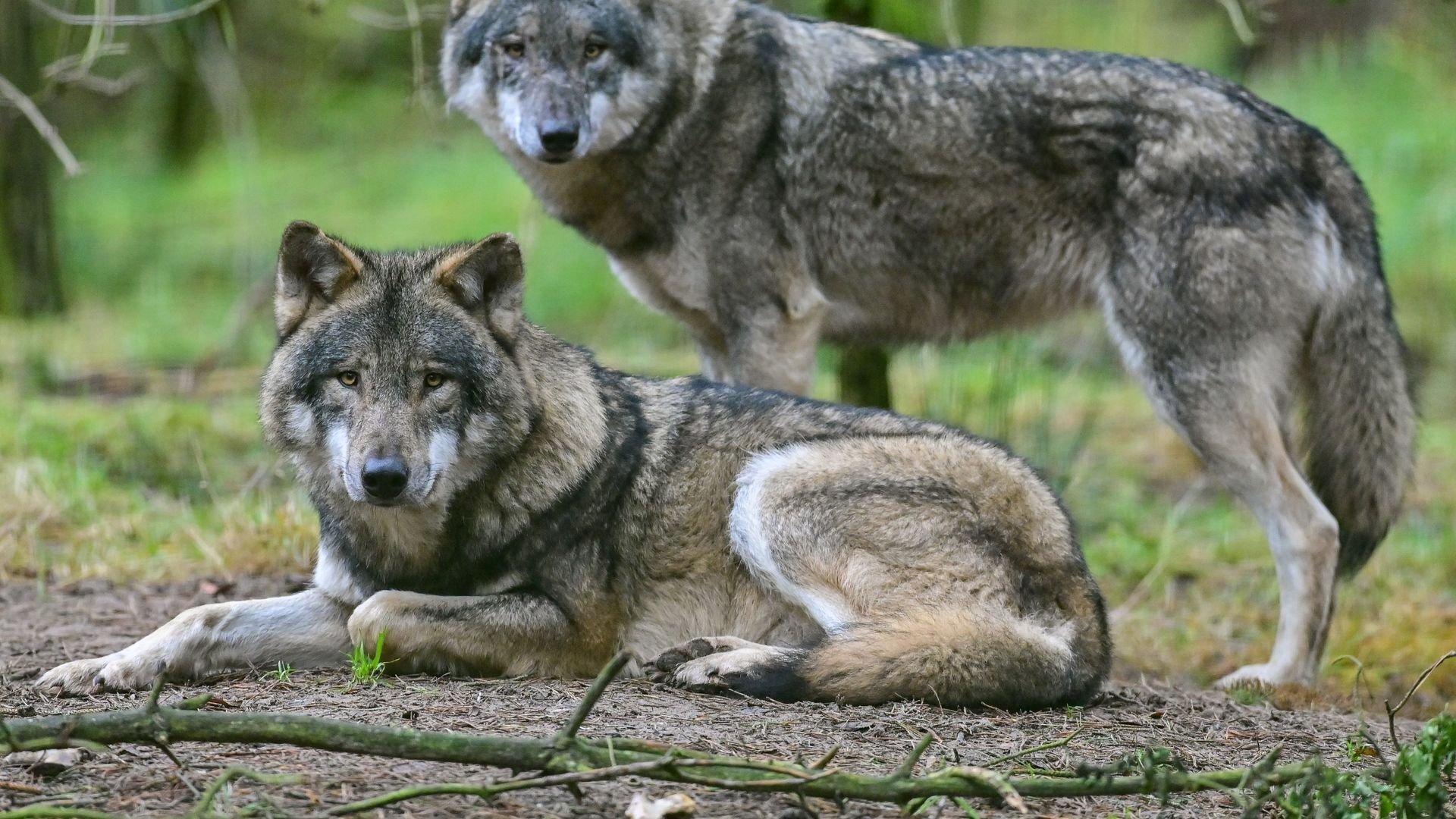Wölfe breiten sich weiter aus - mehr Nutztierattacken
