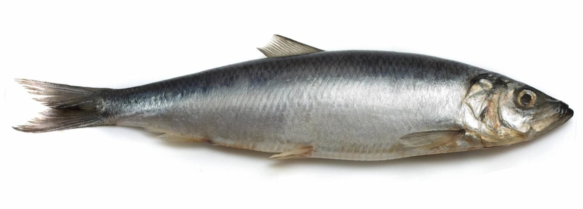 Der Hering stinkt vom Kopfe her