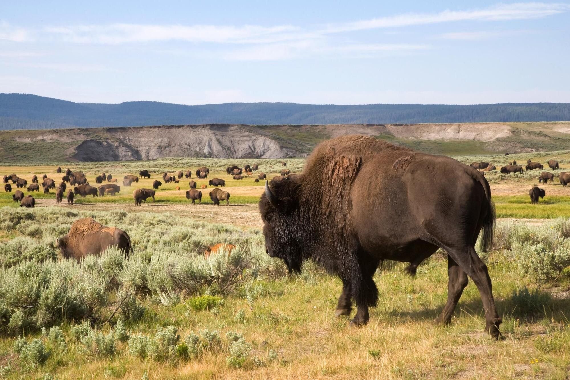 Wie Bisons und Wölfe Blumen und Insekten helfen