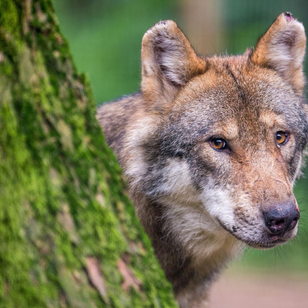 Nach Wolfssichtung im Südwesten: So reagieren Experten