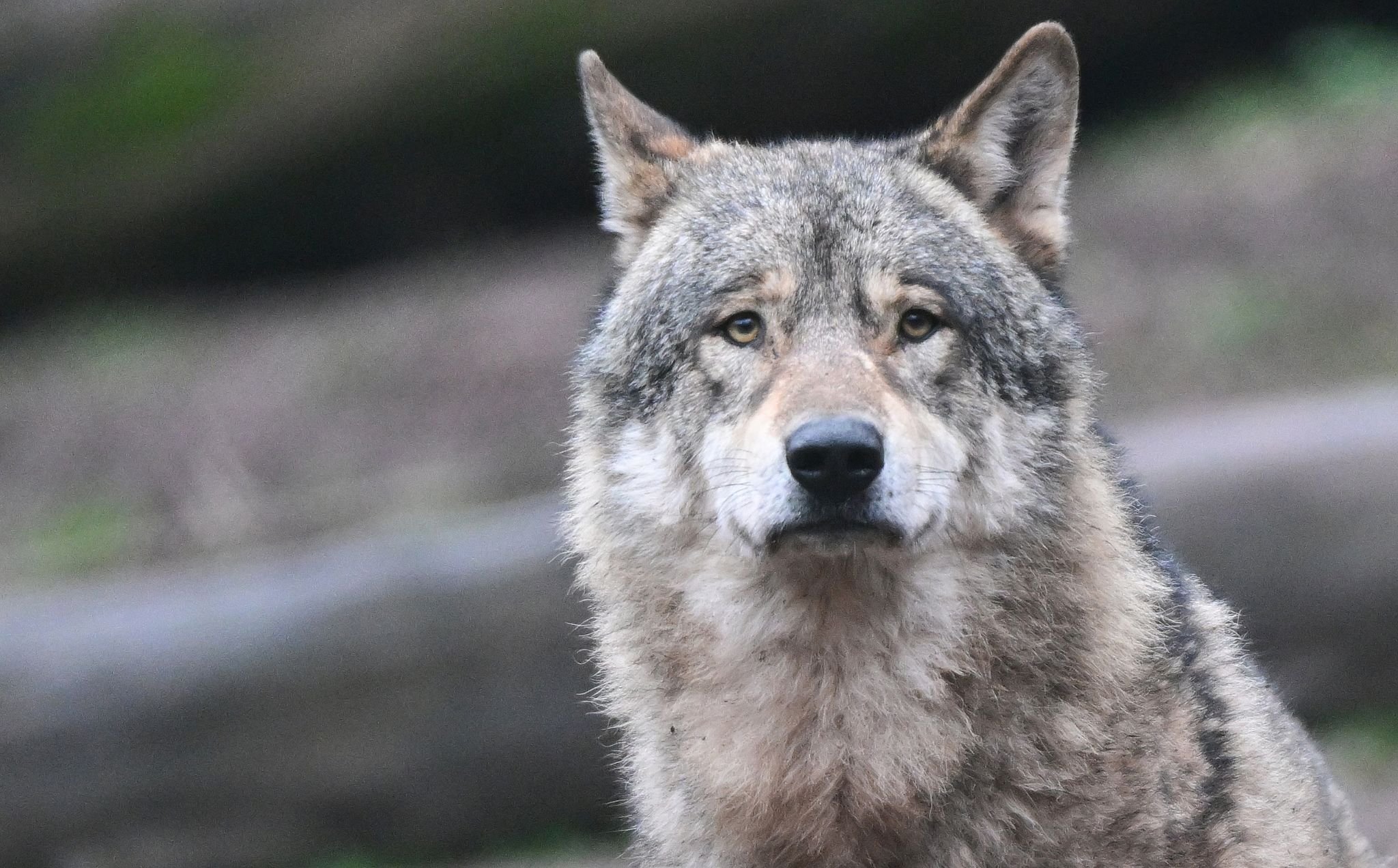 Spuren eines weiblichen Wolfes: Rudelbildung möglich