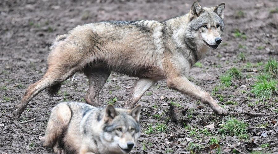 Wolf-Bestände wachsen in MV – Minister Backhaus will Situation neu bewerten