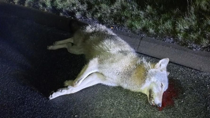 Toter Wolf bei Stralsund – keine neuen Hinweise