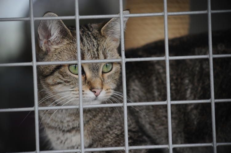 Zu viele Katzen! Tierheim verhängt Aufnahmestopp
