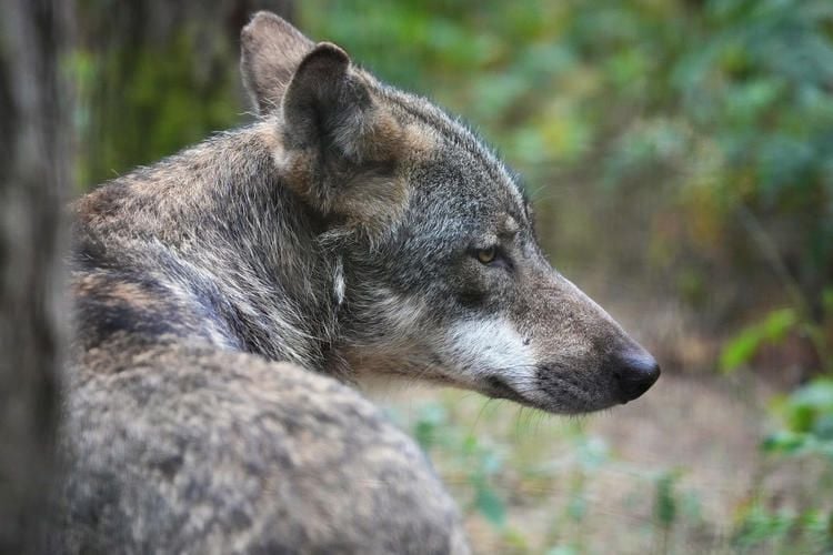 Transporter erfasst Wolf auf Autobahn – Wolf tot
