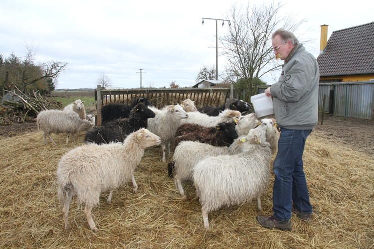 Verendete Hütehündin – Schafhalter verdächtigt Einheimische