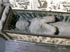 „Mumie” soll „mumifizierte Person” heißen – das sind die Gründe