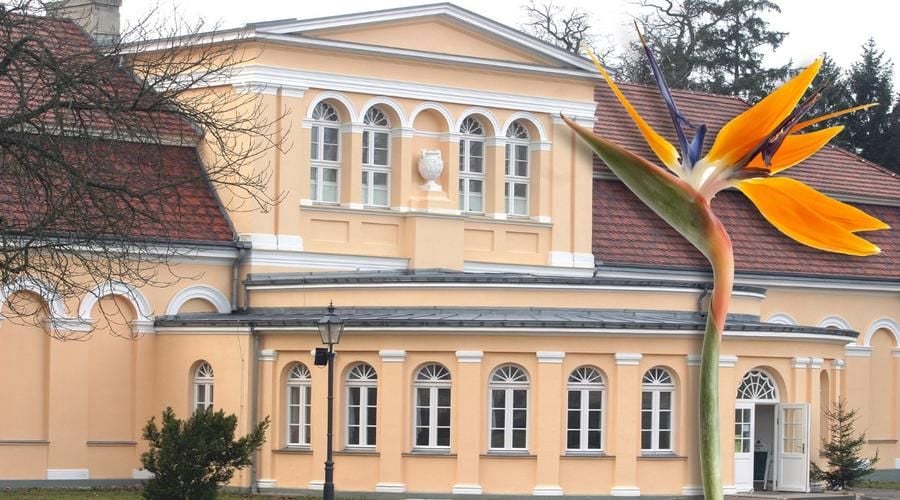 Schlossgarten hat kaum Platz für Strelitzienfest