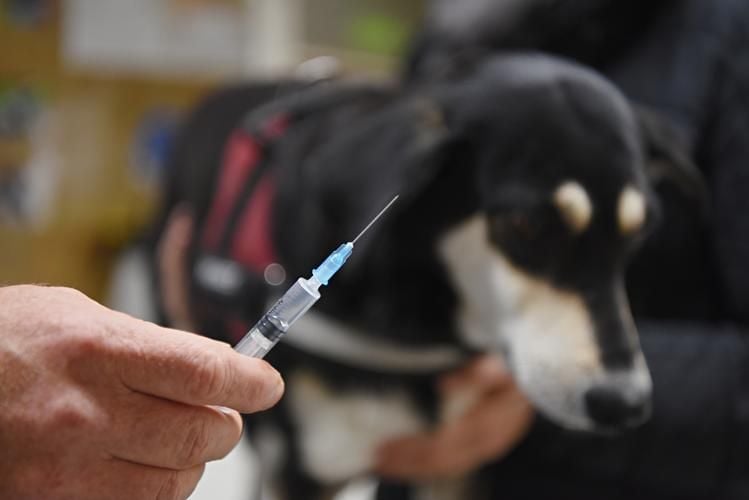 Droht Vorpommerns Hunden und Katzen wieder die Tollwutimpfung?