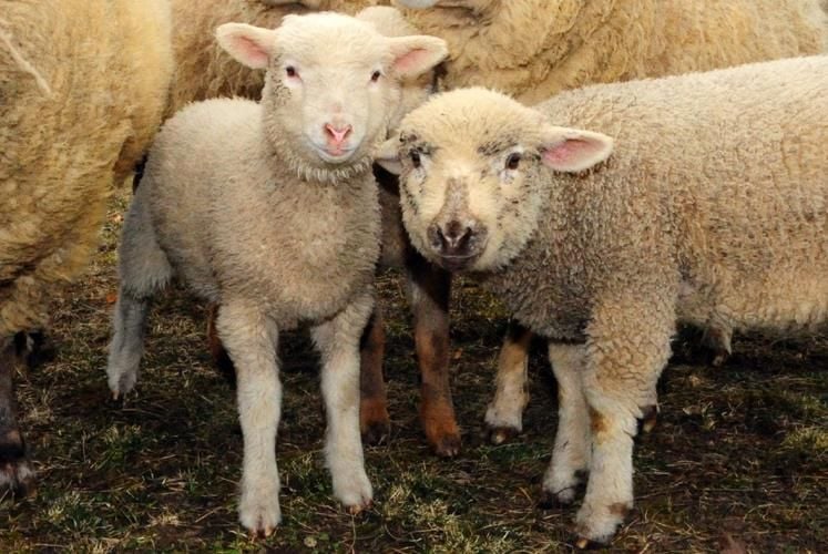 Schafe auf der Weide beschützt