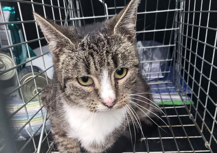 Tierfreunde wollen Katzen-Problem lösen