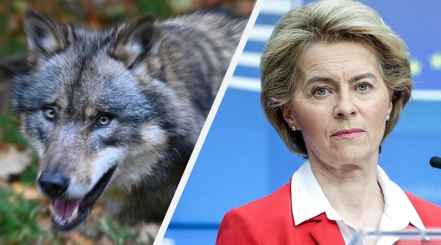 Von der Leyens Pony gerissen – Wolf soll erschossen werden