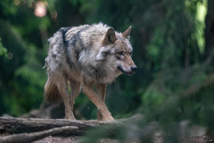 Schäfer warnt – Wölfe im Raum Strasburg sind noch da