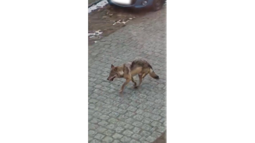 ▶ Wolf humpelt auf drei Beinen durch die Stadt (Video)