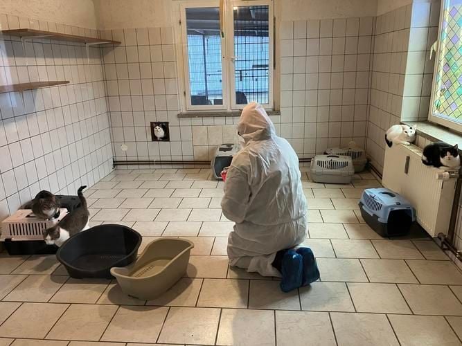 Katzen leiden an Hautpilz – Tierheim bittet um Spenden