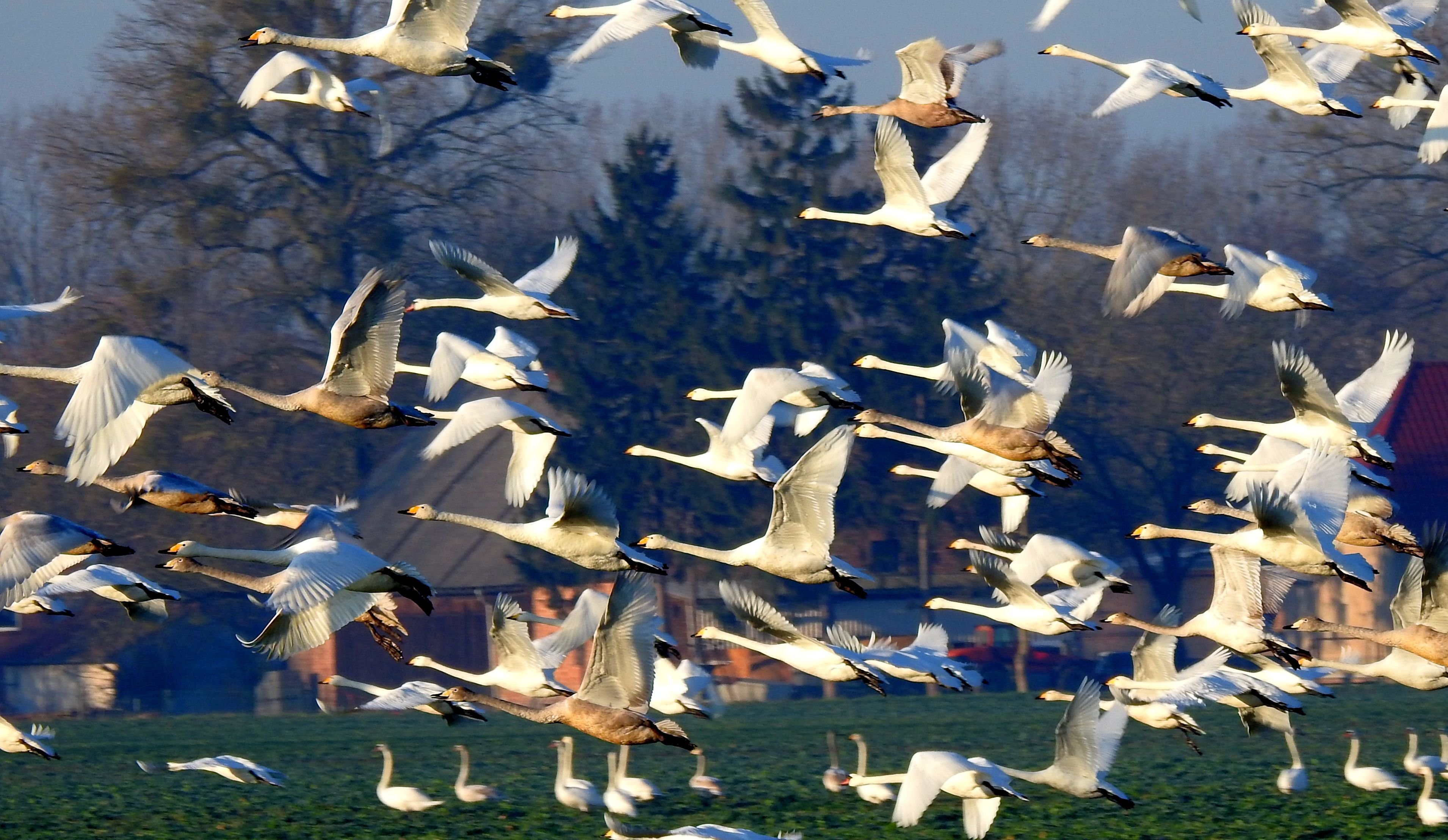Image with id: 6AOP1RdbaiLX