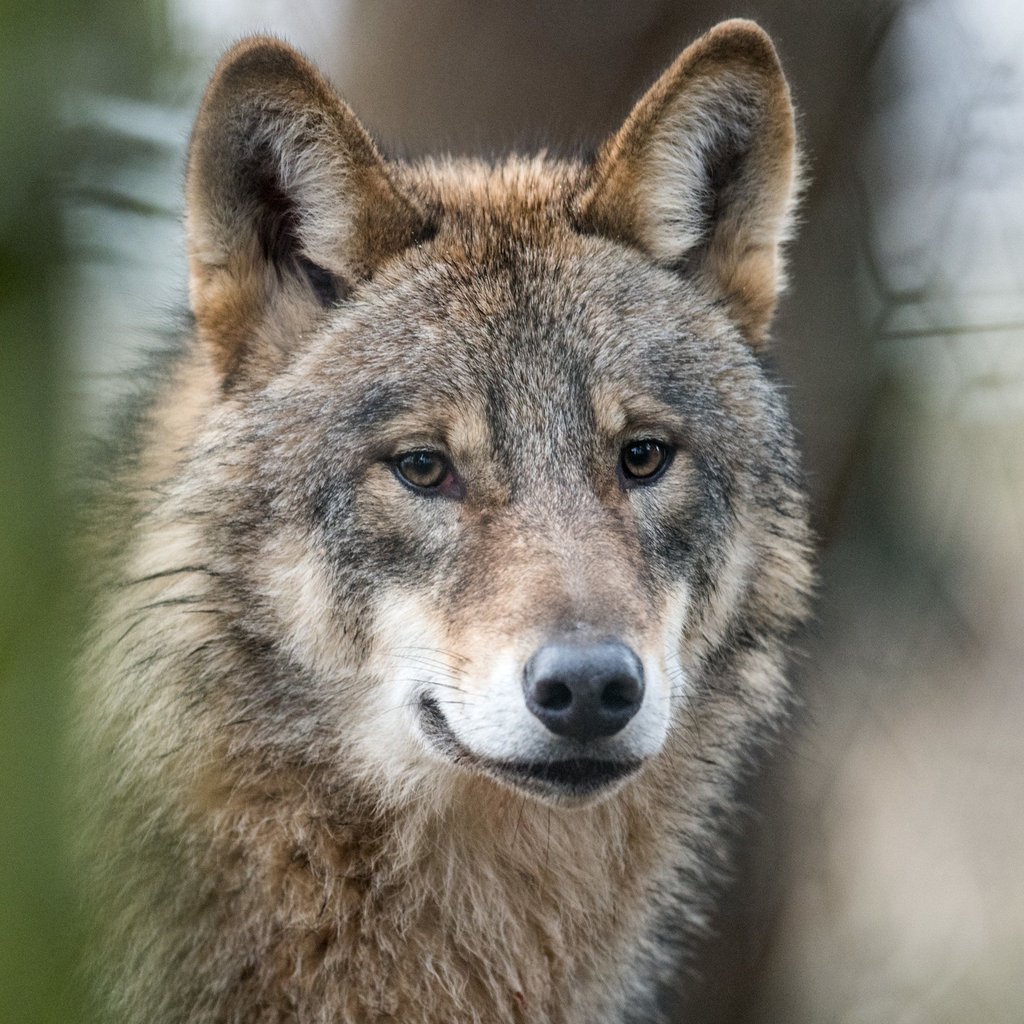 Der Wolf rückt in der Uckermark näher an Siedlungen