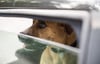 Hund wird in 62 Grad heißem Auto zurückgelassen