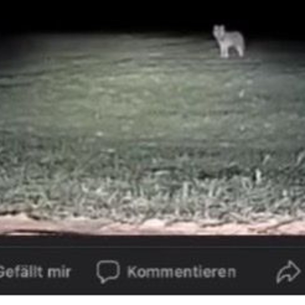 Ein Wolf streift rund um Neubrandenburg umher