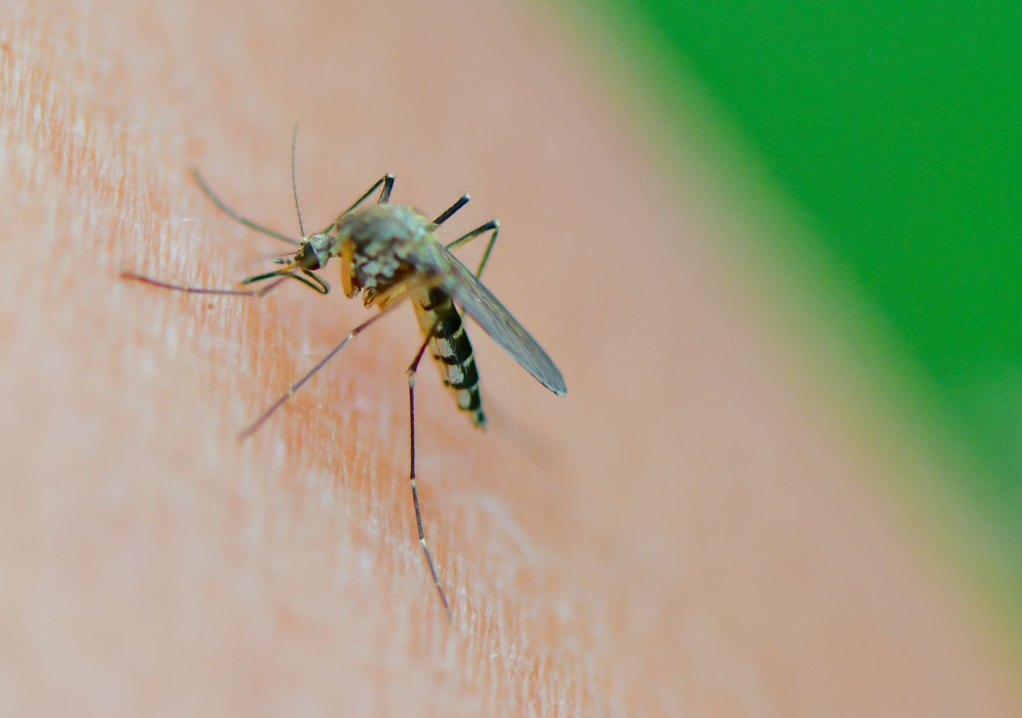 Studie: Mehr Mücken durch wiedervernässte Moore?