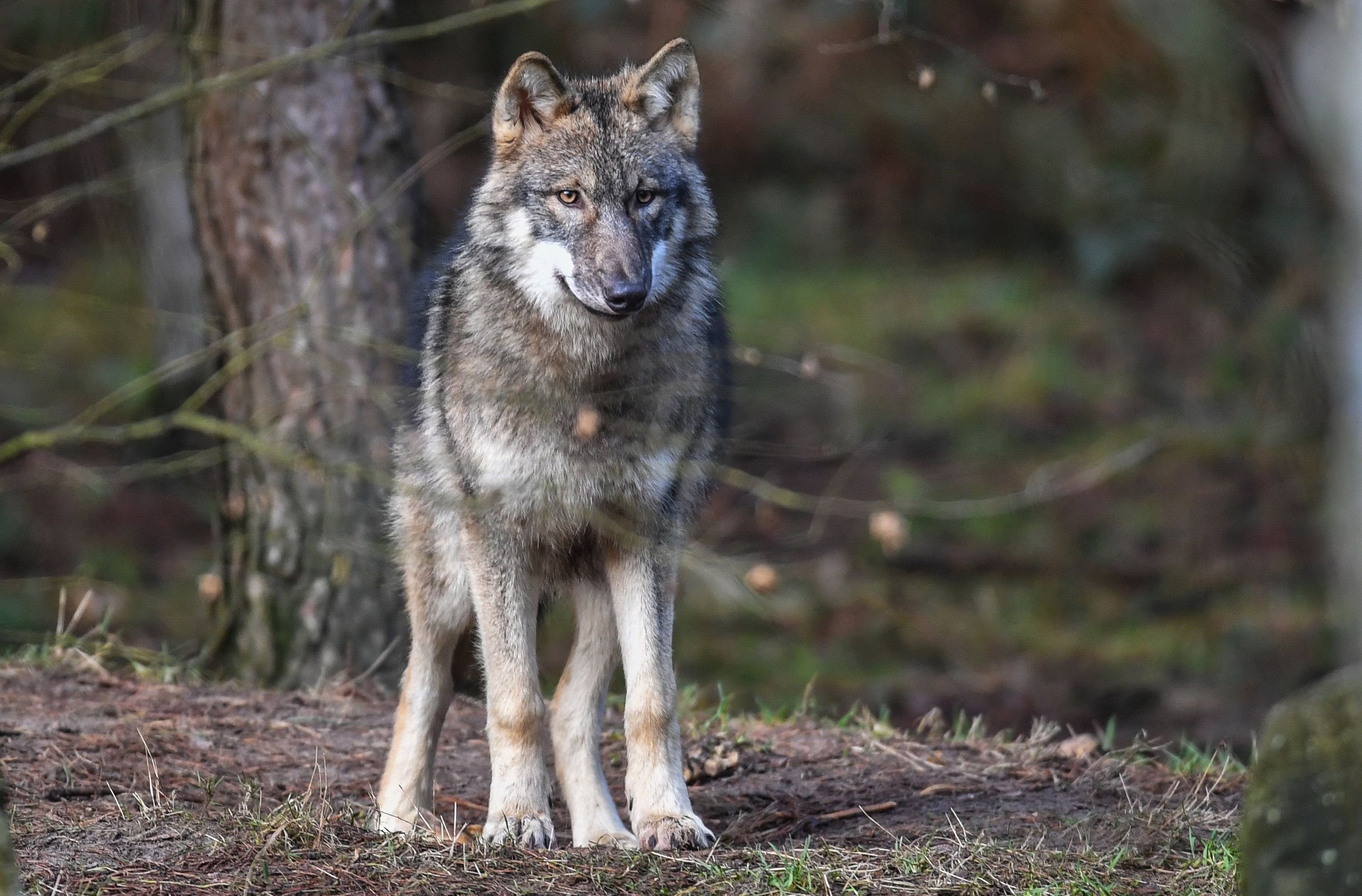 Image with id: s3Pwl5JEKXV-
