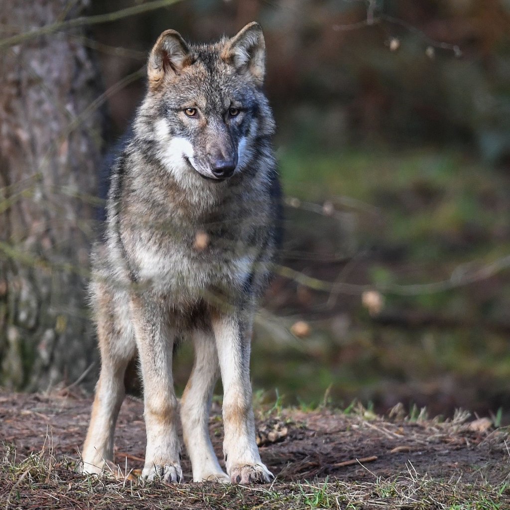 Zehn Tiere bei Pasewalk gerissen — Es war wohl der Wolf