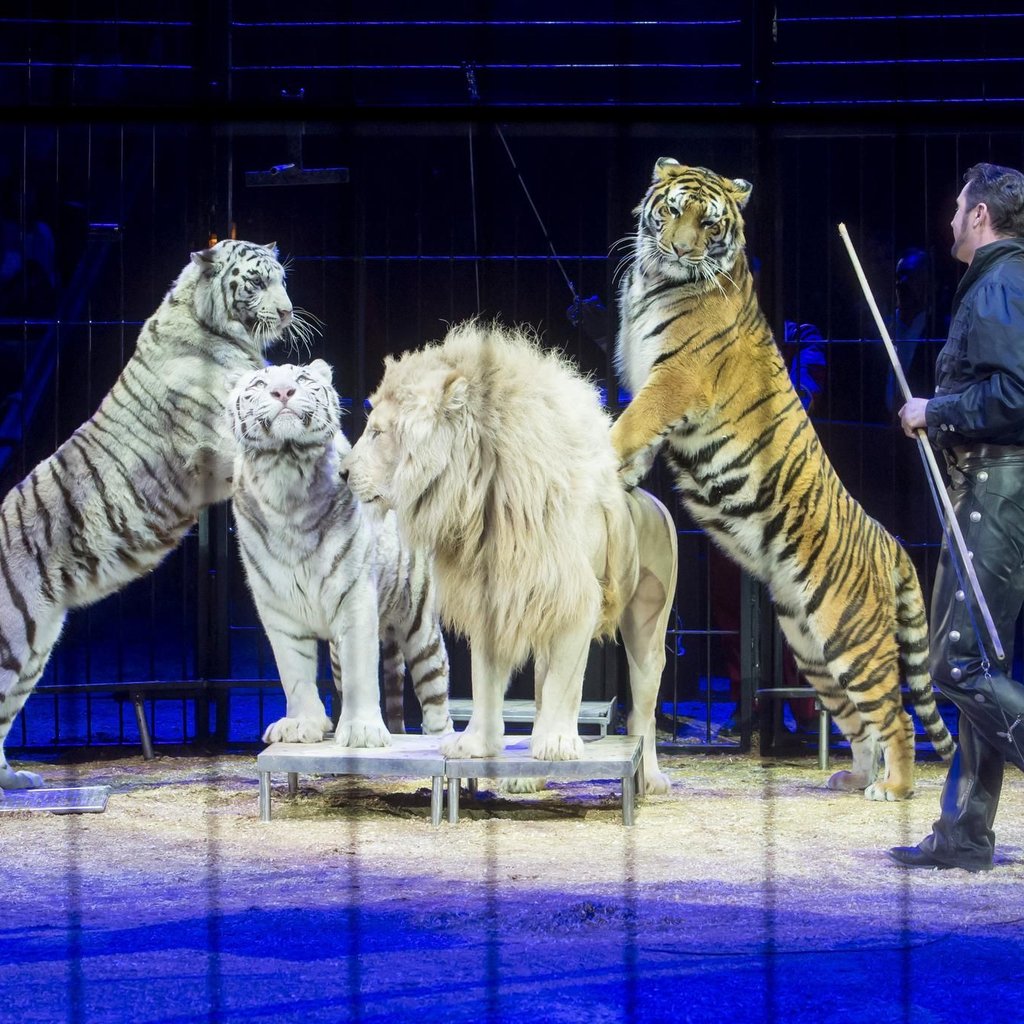 Circus Krone kommt mit wilden Tieren nach Ulm - Verbot aufgehoben