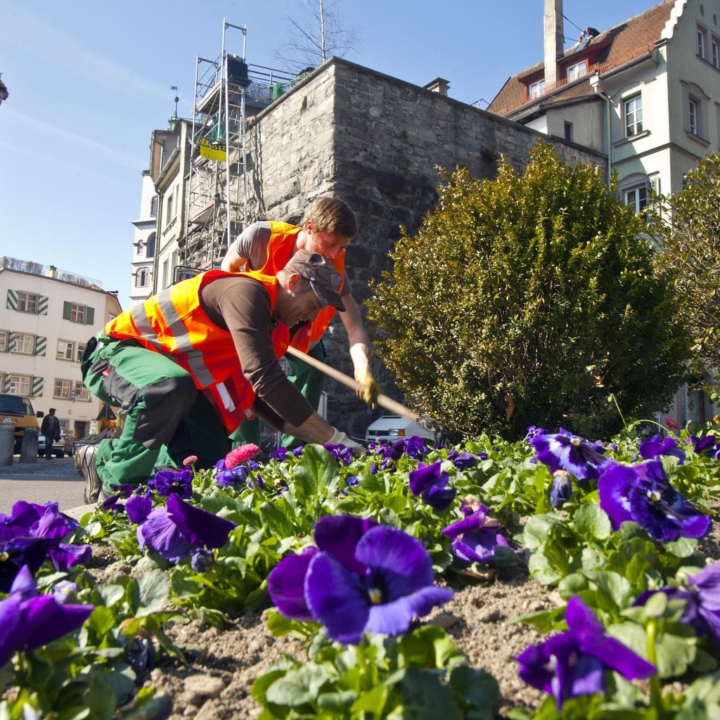 Lindau muss sparen: Deutlich weniger Frühlingsblumen als sonst