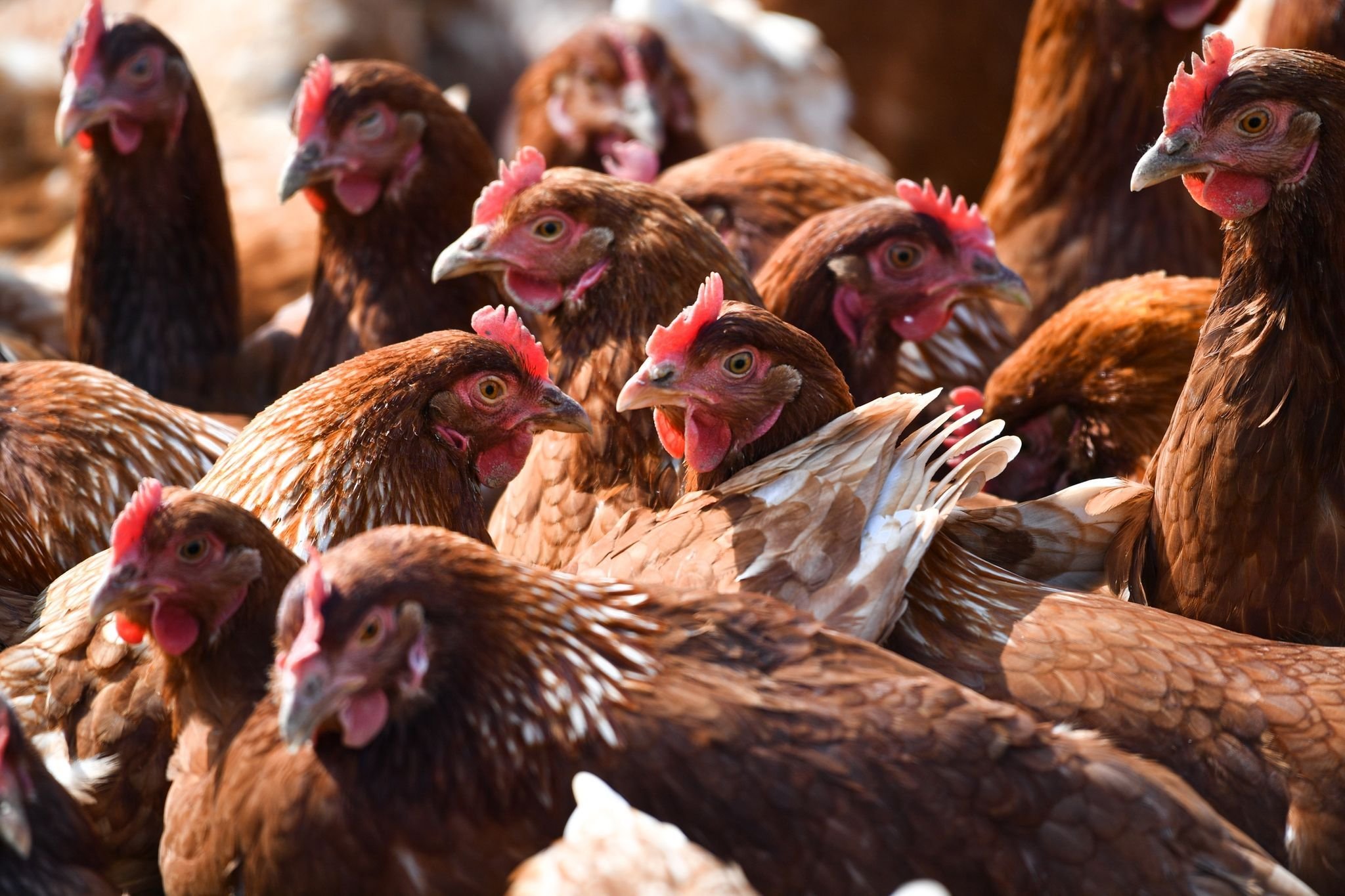 Landesweite Stallpflicht wegen Vogelgrippe kein Thema