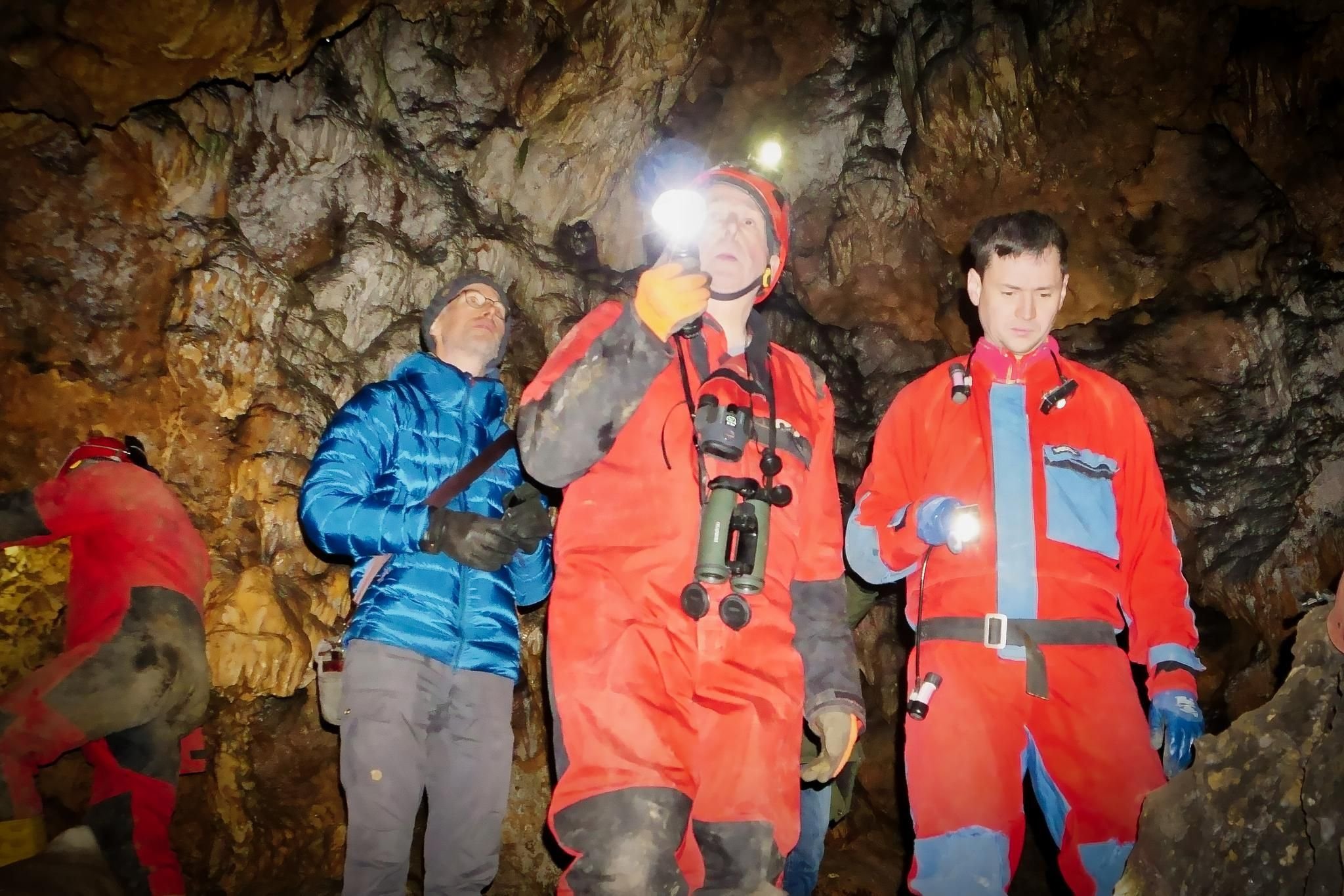 Fledermauszählung an der Sontheimer Höhle