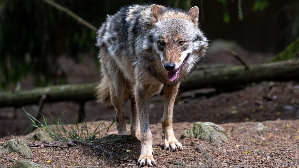 Gefährlicher Wolf in Brandenburg erlegt