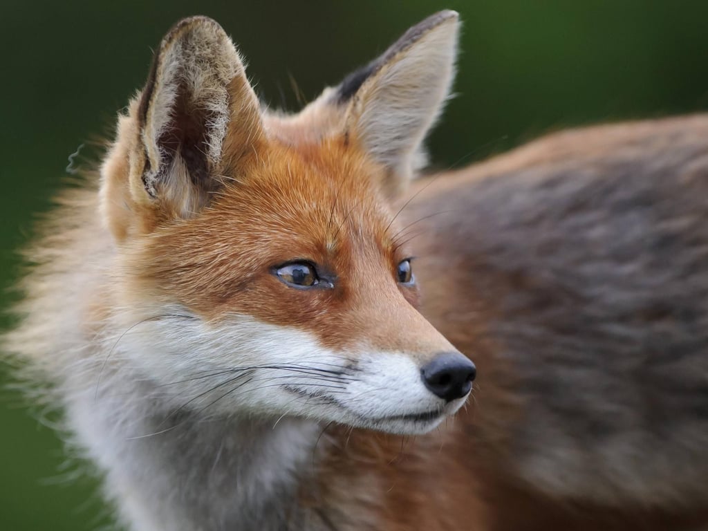 Abschuss freigegeben: Jagd auf Füchse steht in der Kritik