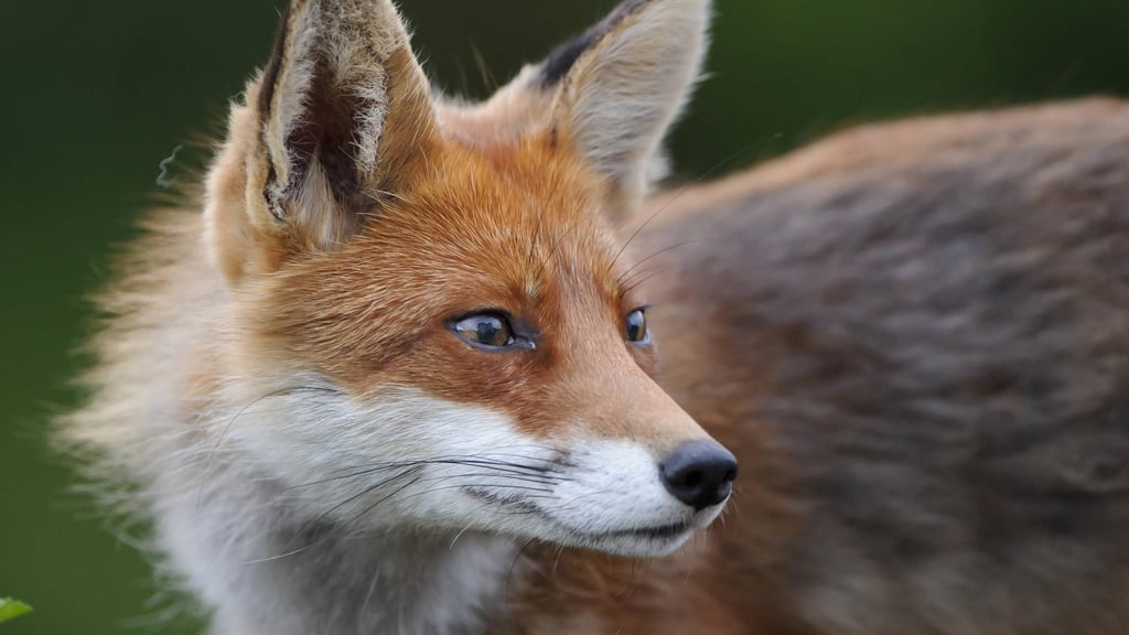 Abschuss freigegeben: Jagd auf Füchse steht in der Kritik