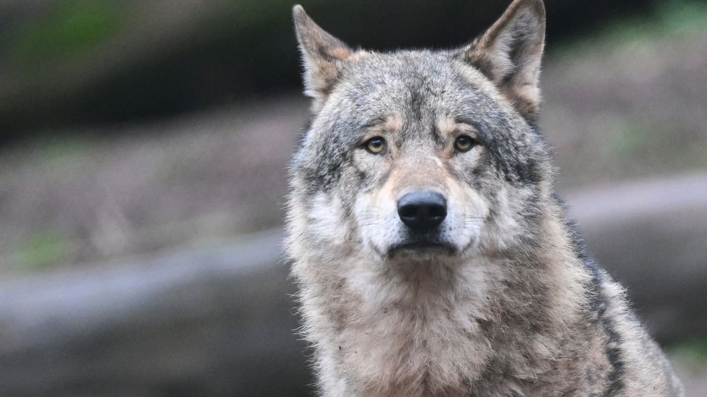 CDU, FDP und AfD fordern Jagd auf Wolf – und scheitern